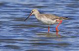 Common Redshank